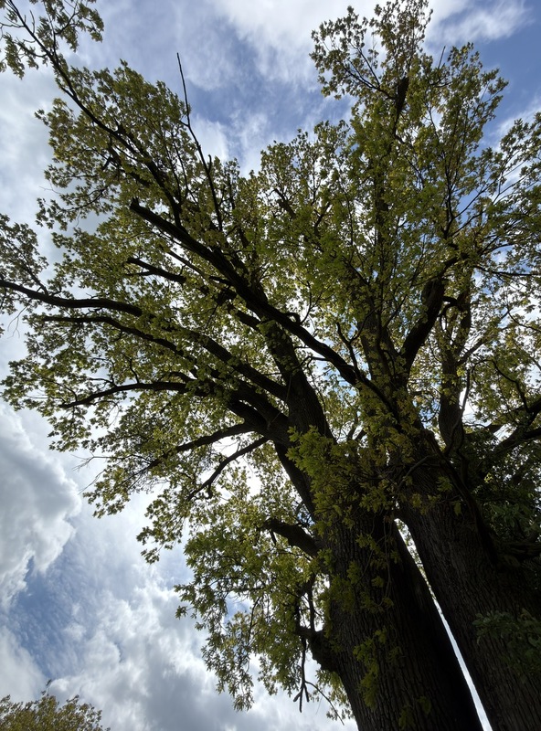 IMG_1300.JPG